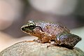 grenouille limnonectes hascheanus