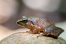 Limnonectes hascheanus - Ko Lanta milliy bog'i, Thailand.jpg