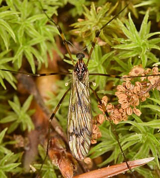 <i>Limonia indigena</i> Species of fly