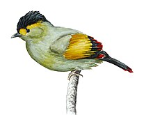 Bugun liocichla was discovered at Eaglenest Wildlife Sanctuary in 1995. Liocichla bugunorum painting.jpg