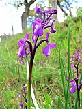 Miniatura para Orchis champagneuxii