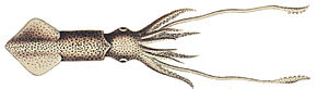 Descrizione dell'immagine Loliolus sumatrensis 2.jpg.