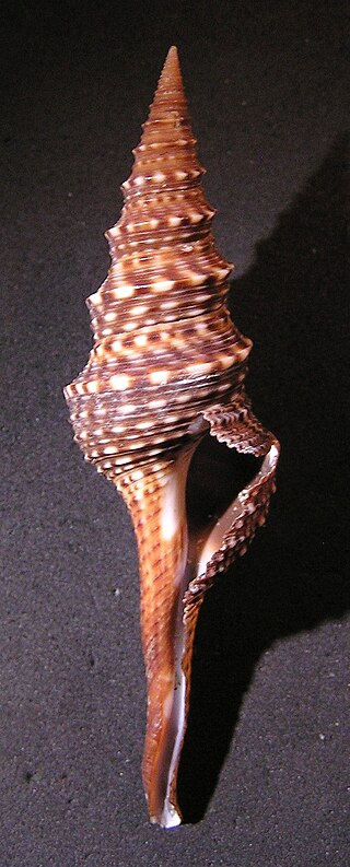 <i>Unedogemmula indica</i> Species of gastropod