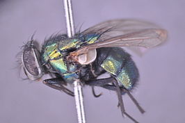 Lucilia coeruleiviridis