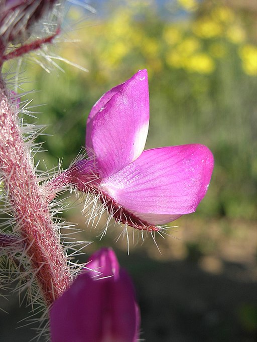 Lupinus hirsutissimus 001