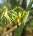 Lycopersicon esculentum - Tomato flowers at Peravoor (4).jpg