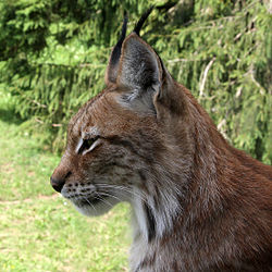 Lynx lynx- 3. 
 JPG