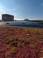 English: green roof on top of a parking garage in Wiesbaden 2013 Deutsch: Extensive Dachbegrünung auf dem Parkhaus der Lilien-Carrés in Wiesbaden in 2013