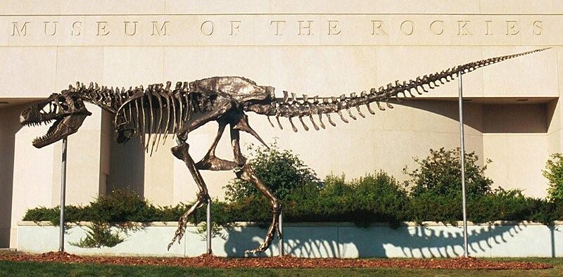 File:MOR T Rex.jpg