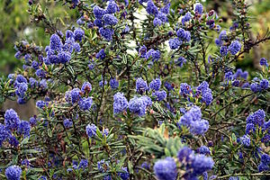 California lilac (Ceanothus thyrsiflorus)