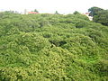 Vista panorâmica do Cajueiro de Pirangi, cobrindo 8 500 m²