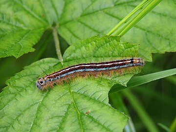 Malacosoma neustria, Barczatka pierścieniówka (gąsienica), Wrocław, 2020-05-31