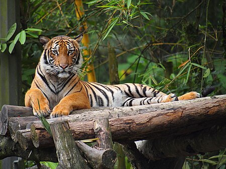 Tập_tin:MalayanTiger.jpg