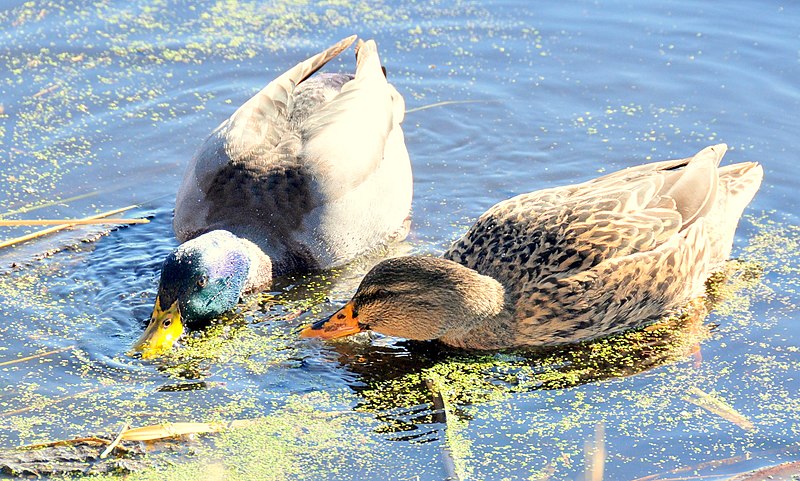 File:Mallard pair feeding on Duckweed 01 (12803786933).jpg