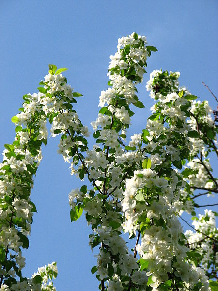 File:Malus sieboldii blossom 03.JPG
