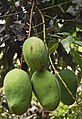 Mangga arumanis, unripe fruits from Jabranti, Kuningan, West Java.