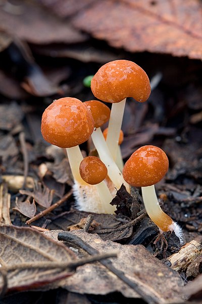 File:Marasmius elegans.jpg