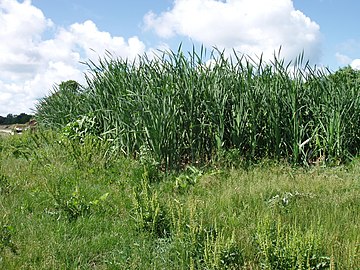 Constructed wetland with plants.