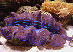 Pienoiskuva sivulle Tridacna maxima