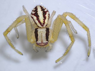 <i>Mecaphesa schlingeri</i> Species of spider