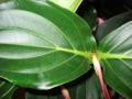 Medinilla magnifica Blütenstiel an der Blattachsel