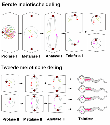 Tập_tin:Meiose_(Overzicht).png