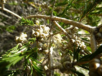 Fruit Melaleuca systena (fruits).JPG