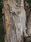 Melaleuca viridiflora bark.jpg