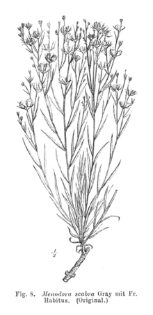 Menodora scabra EP-IV2-008.png