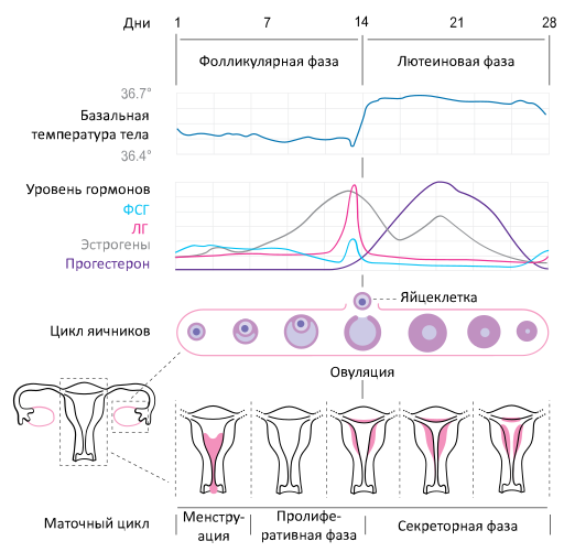 File:Menstrual Cycle ru.svg