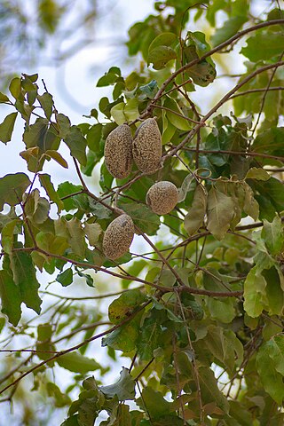 <i>Licania pyrifolia</i> Species of tree