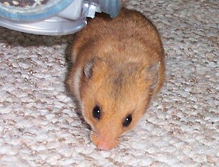 <i>Mesocricetus</i> Genus of Old World hamsters