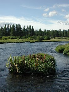 The Metolius River is fed by numerous springs and creeks along its route.