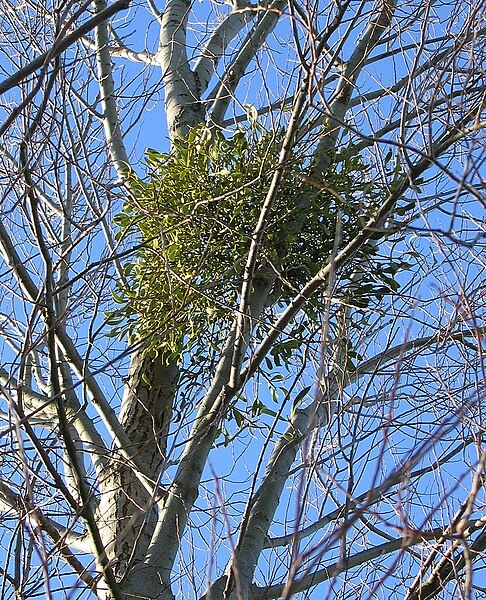 File:Mistletoe in White Poplar 1.jpg