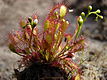 Mittlerer Sonnentau (Drosera intermedia) in der Blüte