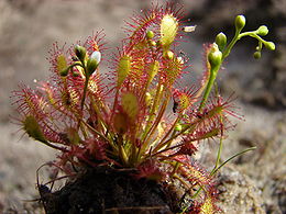 Mažalapė saulašarė (Drosera intermedia)