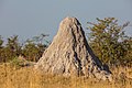 * Nomination Termite mound, Okavango Delta, Botswana --Poco a poco 10:26, 20 January 2019 (UTC) * Promotion  Support Good quality. --XRay 11:36, 20 January 2019 (UTC)