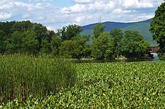 moodna marsh tidal 1047 1594