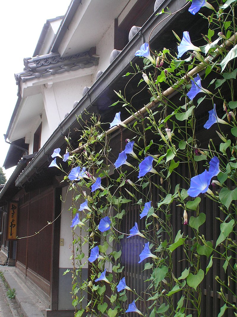 File Morning Glory アサガオ 朝顔 牽牛花 蕣 学名 Ipomoea Nil 海野宿p Jpg Wikipedia