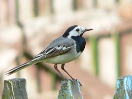 Motacilla alba alba