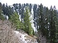 Pinus wallichiana (light green) and Abies sp., Mukeshpuri, Pakistan.