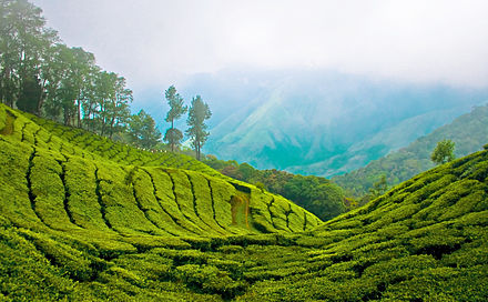 Tea plantations at Munnar Top station