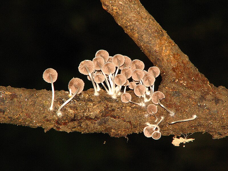 File:Mushroom Fungus IMG 9509 09.jpg