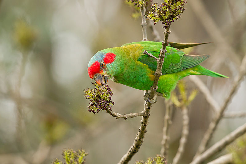 File:Musk Lorikeet (Glossopsitta concinna) (14688571489).jpg