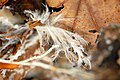 Mycelium - Lindsey 1a.jpg