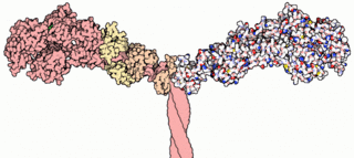 <span class="mw-page-title-main">Myosin</span> Superfamily of motor proteins