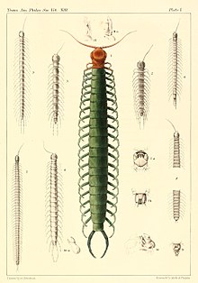 Myriapoda iz Sjeverne Amerike 1865. ploča I.jpg
