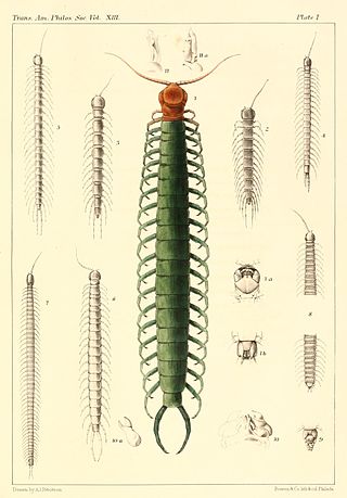 <i>Scolopocryptops</i> Genus of centipedes