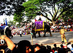 Thumbnail for Dasara elephants