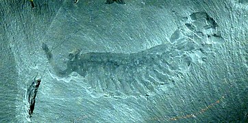 Opabinia (Dinocarididae)